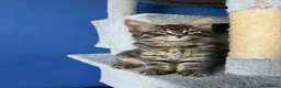 Maine Coon cats for sale: 6 Maine Coon Kittens LAST FEMALE LEFT - Advert 4