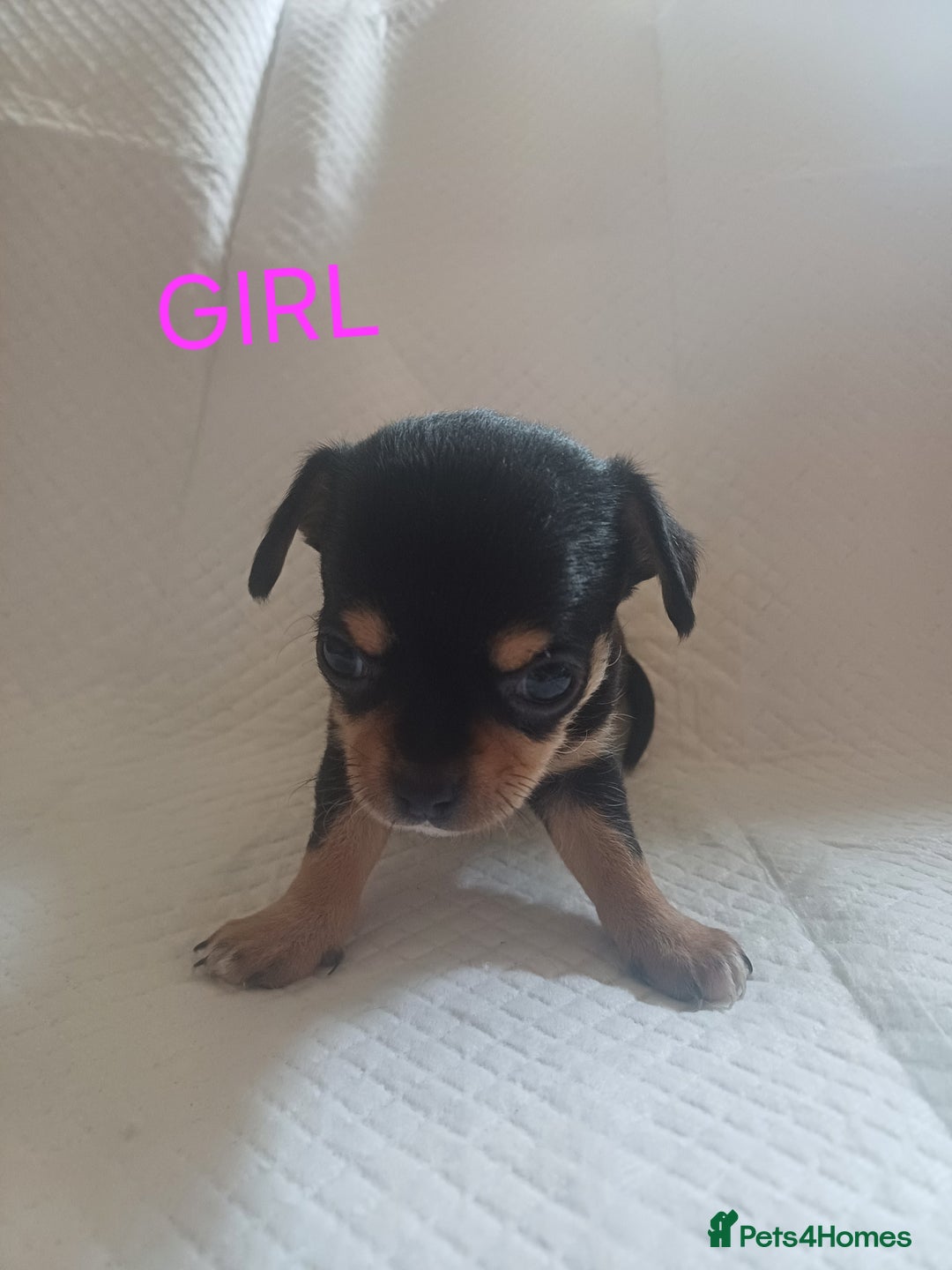 Chihuahua dogs for sale: Chihuahua puppies - Image 5
