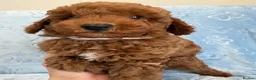 Toy Poodle dogs for sale: Beautiful health tested toy poodles  - Advert 7