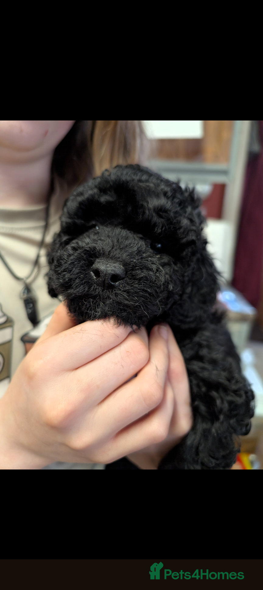 Cockapoo dogs Toy girl cockerpoo - Advert 2