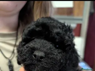 Cockapoo dogs Toy girl cockerpoo - Advert 2