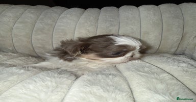 Shih Tzu dogs Imperial Shih Tzu Puppies - ALMOST READY TO LEAVE - Advert 9