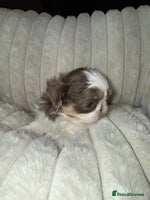 Shih Tzu dogs Imperial Shih Tzu Puppies - ALMOST READY TO LEAVE - Advert 1