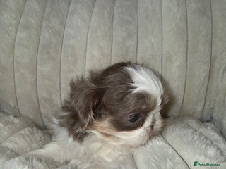 Shih Tzu dogs Imperial Shih Tzu Puppies - HEALTH TESTED PARENTS - Advert 6