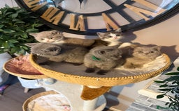 British Shorthair cats for sale: British Shorthair Champion Line kittens 🏆🥇😻 - Image 28