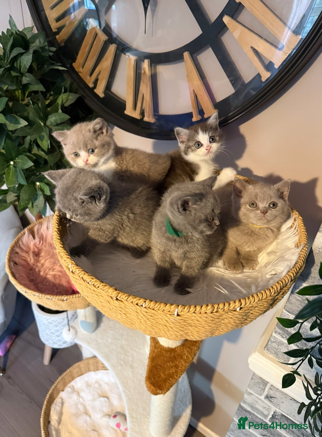 British Shorthair cats for sale: British Shorthair Champion Line kittens 🏆🥇😻 - Image 28