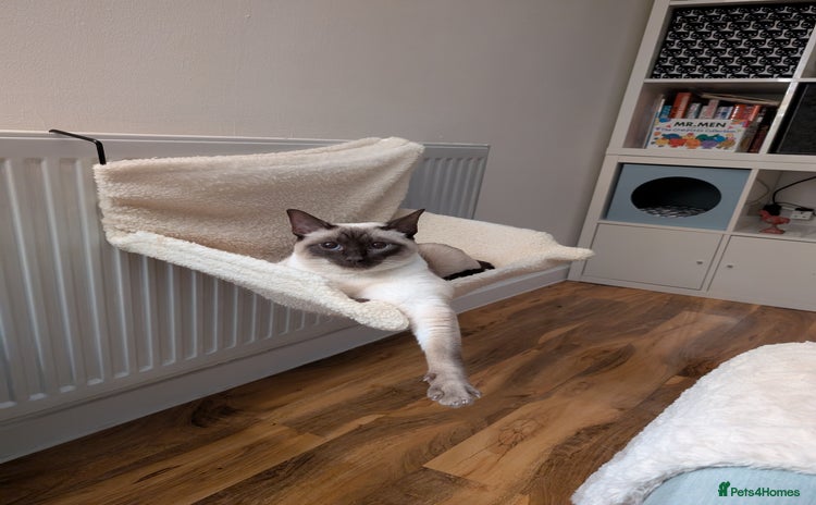 Siamese cats - Advert 4
