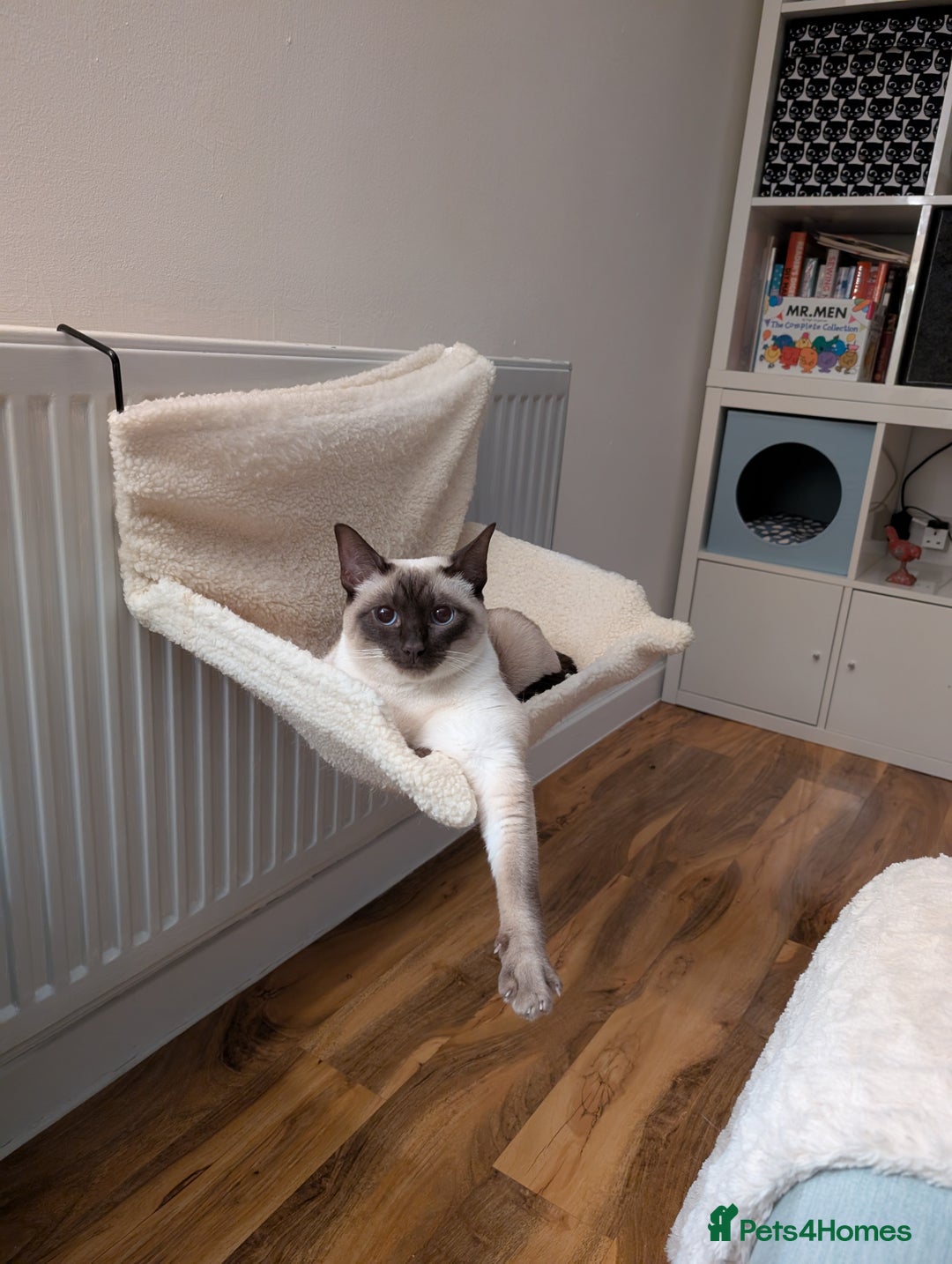 Siamese cats for sale: Traditional Type Female Chocolate Point Siamese - Image 1