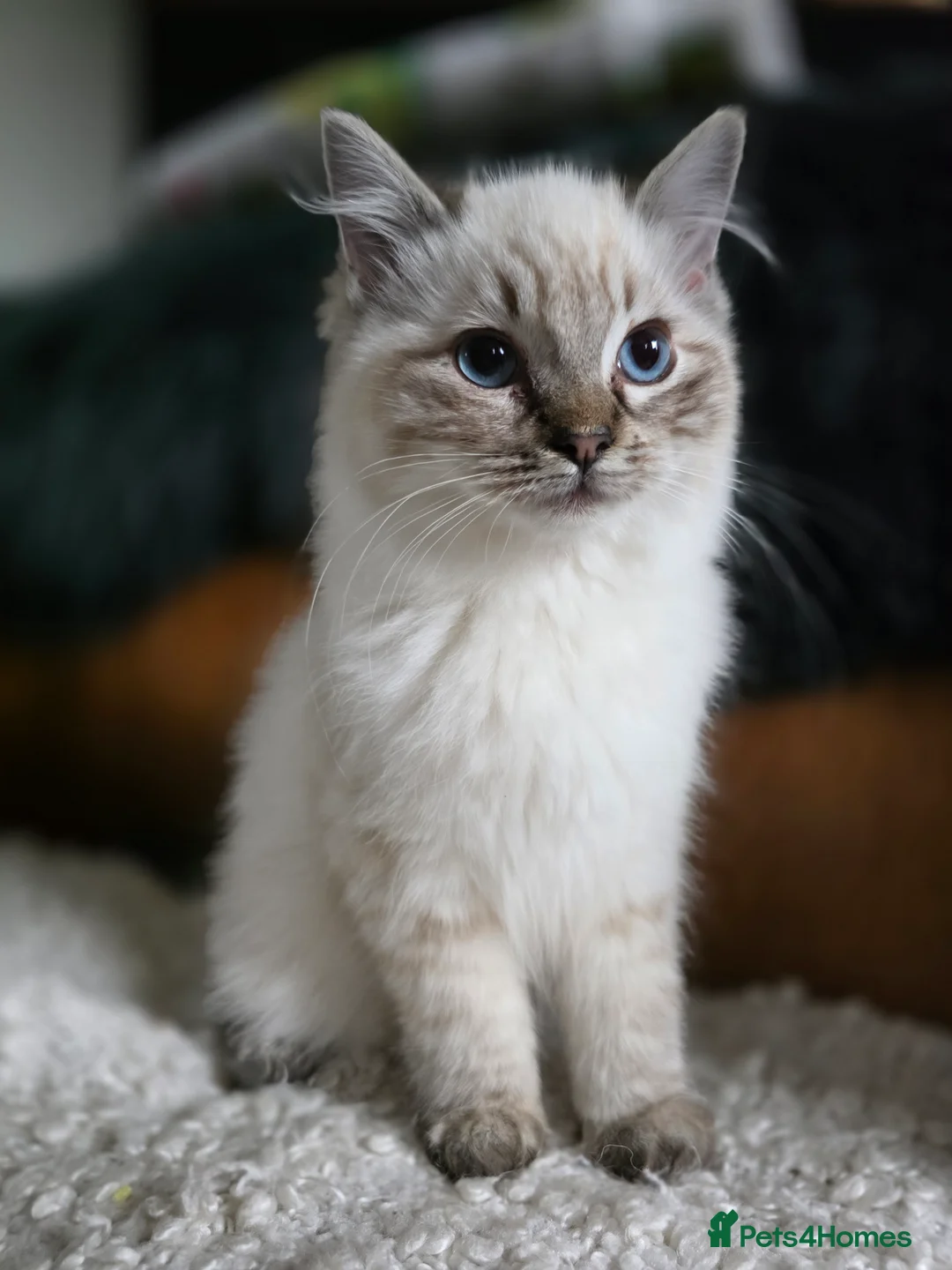 Ragdoll cats for sale: Beautiful Ragdoll Kittens - Advert 3