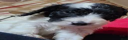 Cockapoo dogs for sale: Amazing Roan and Tri Colored F1 Cockapoos - Advert 24