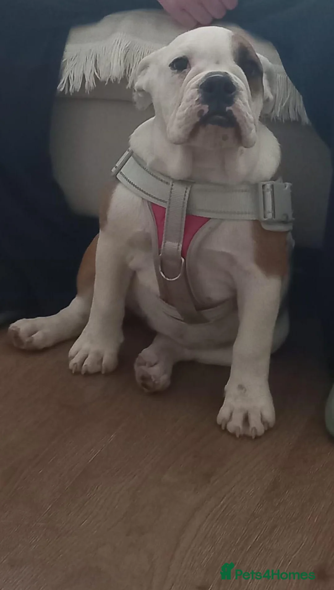 English Bulldog dogs for sale: Blossom 🌸 6 month's old beautiful girl  - Advert 2