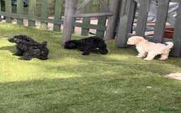 Cockapoo dogs for sale: 3 fluffy miniature cockpoo puppy’s  - Image 18