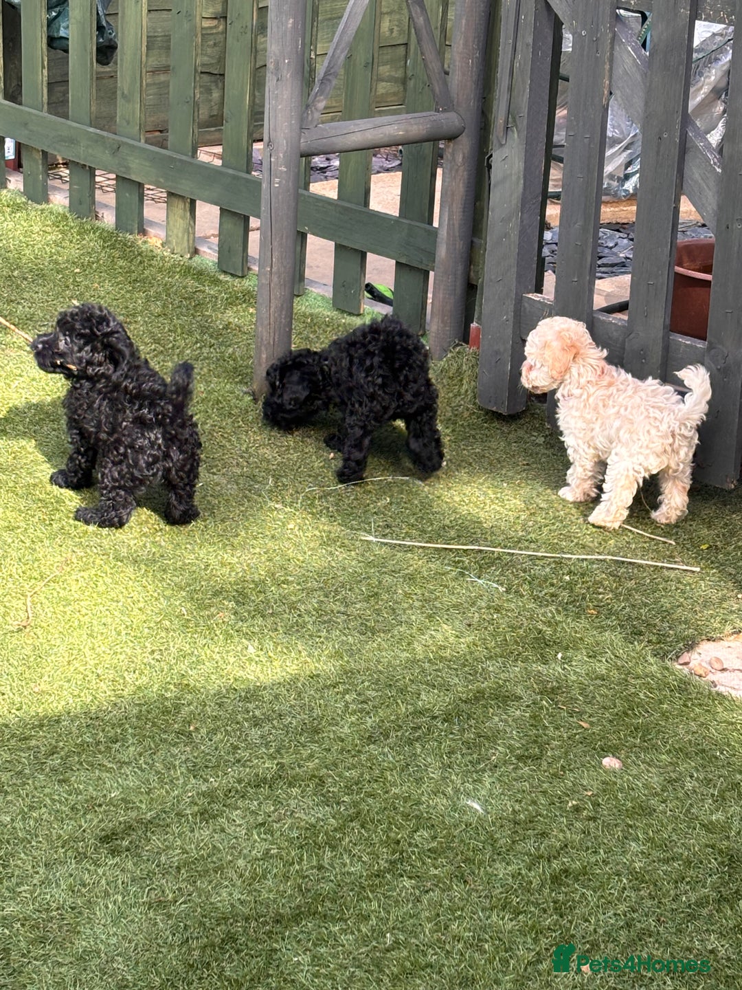 Cockapoo dogs for sale: 3 fluffy miniature cockpoo puppy’s  - Image 18