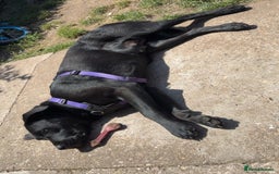 Labrador Retriever dogs for adoption: MOCHA - a Lovely, Young Girl for a Loving Home - Image 7