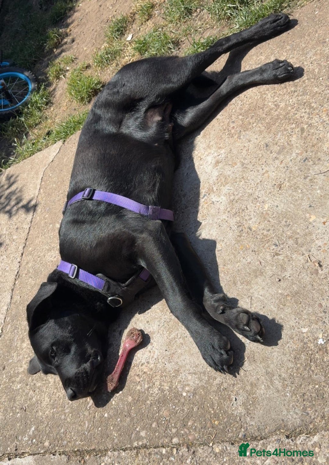 Labrador Retriever dogs for adoption: MOCHA - a Lovely, Young Girl for a Loving Home - Image 7