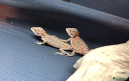 Bearded Dragon reptiles for sale: Baby bearded dragons ready for new homes !!🧡🦎 - Image 4