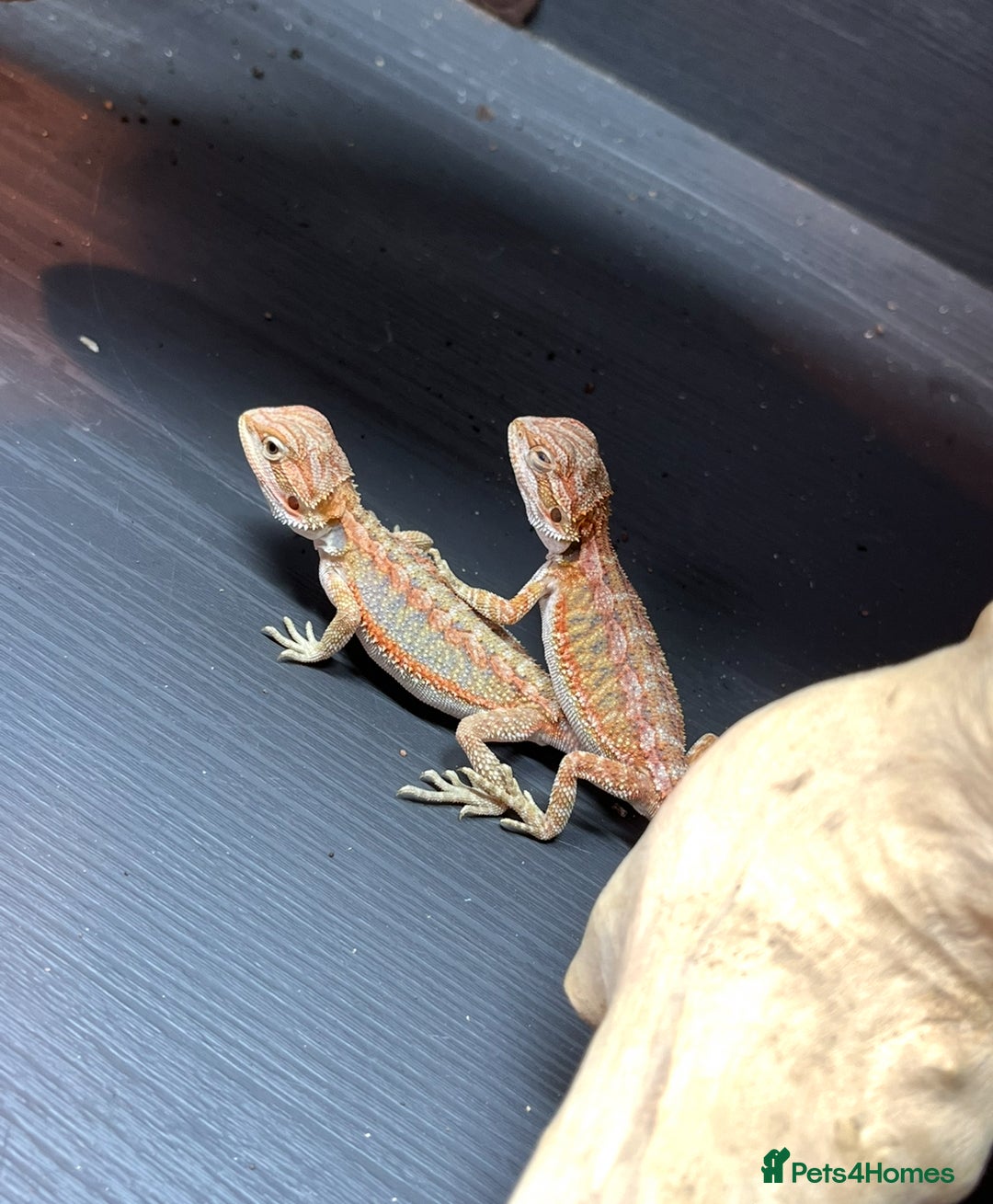 Bearded Dragon reptiles for sale: Baby bearded dragons ready for new homes !!🧡🦎 - Image 4