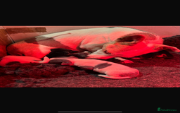 Jack Russell dogs for sale: Miniature jack Russell  - Advert 2