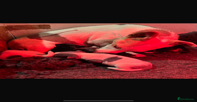 Jack Russell dogs Miniature jack Russell  - Advert 8