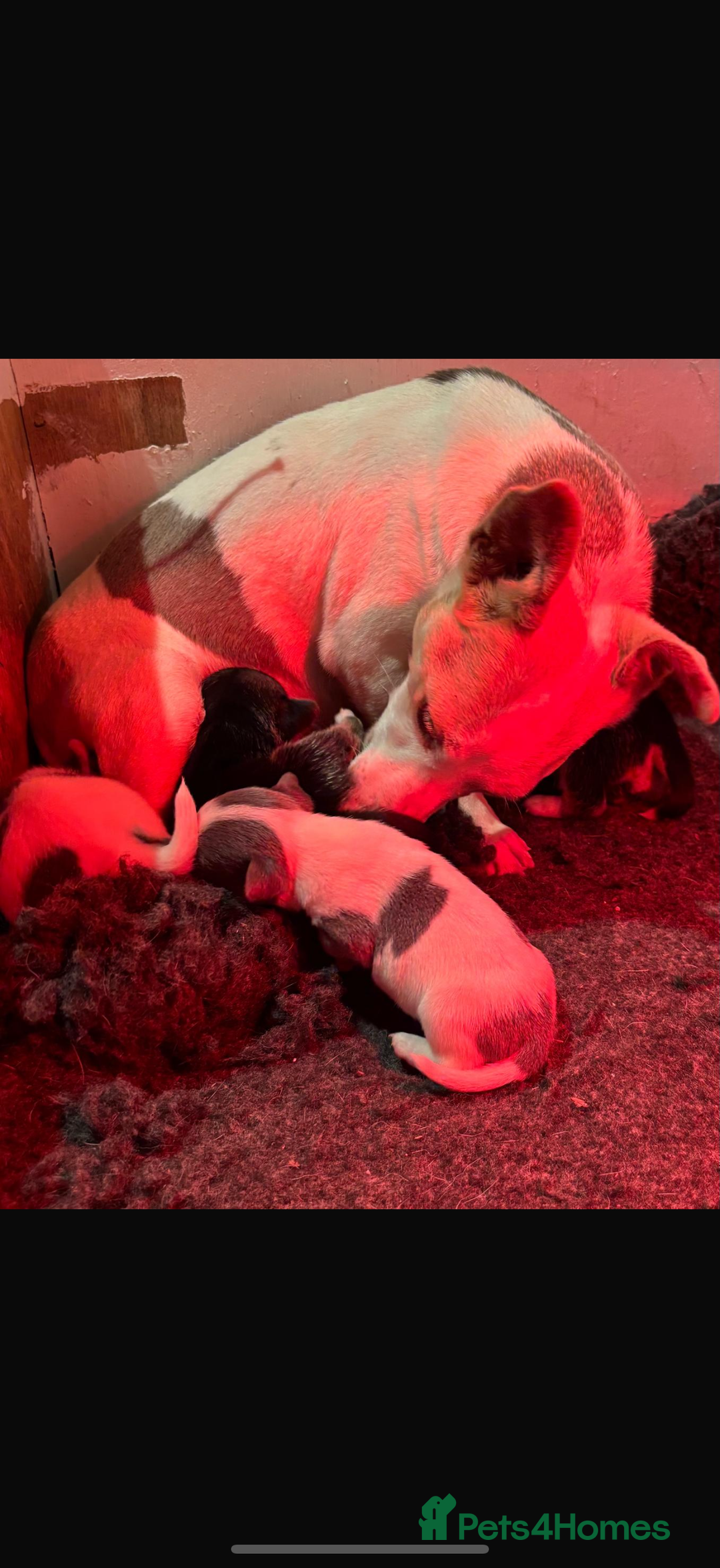 Jack Russell dogs for sale: Miniature jack Russell  - Advert 2