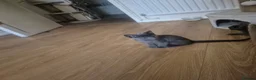 Mixed Breed cats for sale: Russian blue mix kittens  - Advert 7