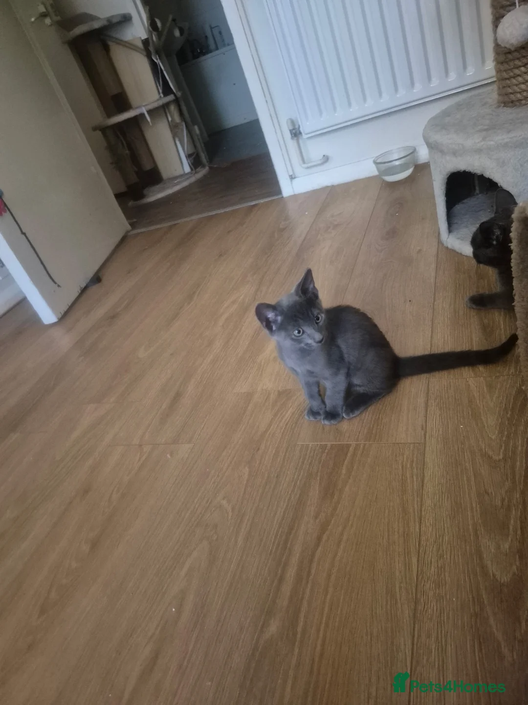 Mixed Breed cats for sale: Russian blue mix kittens  - Advert 7