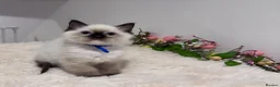 Ragdoll cats for sale: Beautiful TICA registered Ragdoll Kittens  - Advert 6