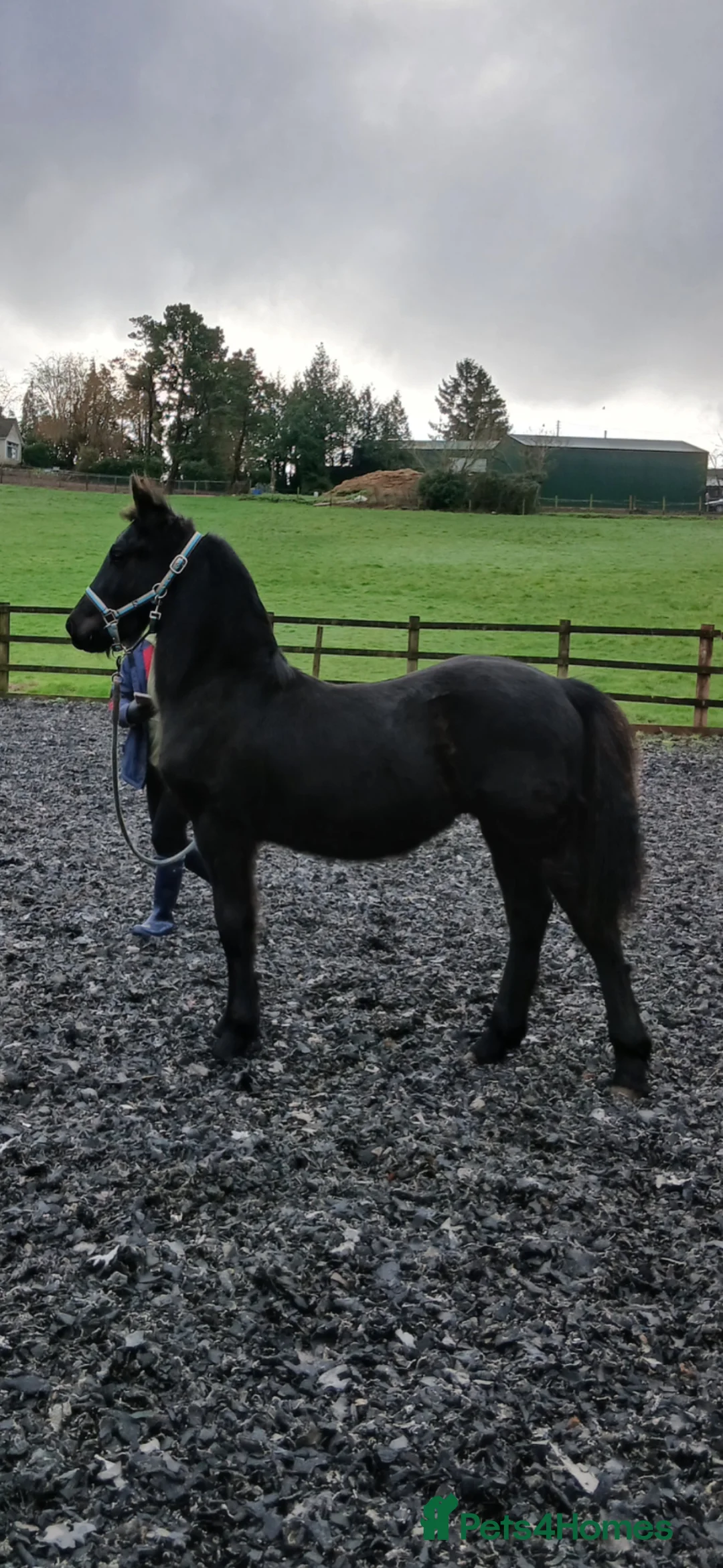 Friesian horses for sale: Un Reg Friesian Gelding Yearling in Usk - Advert 3