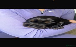Cocker Spaniel dogs for sale: 2 boy cocker spaniel puppies  - Image 3