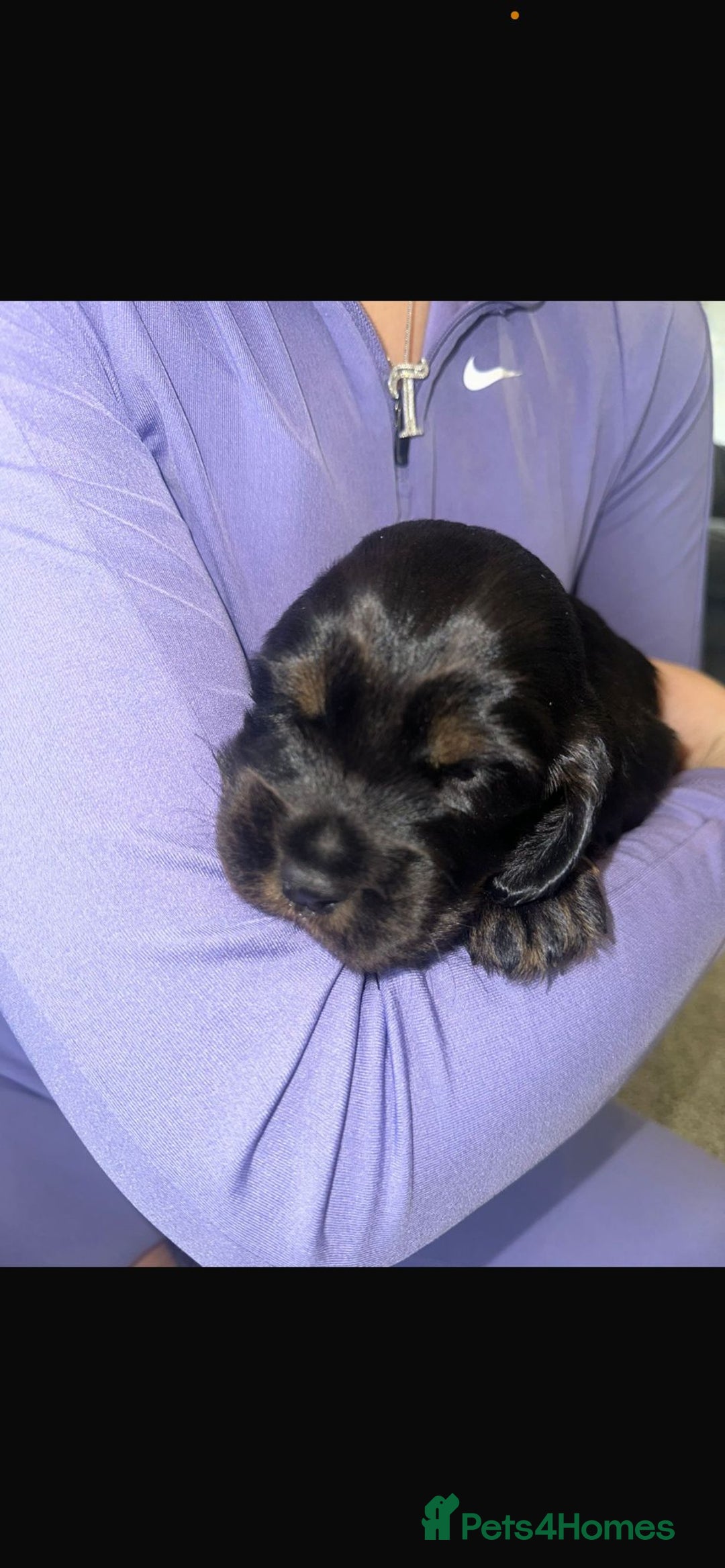Cocker Spaniel dogs for sale: 2 boy cocker spaniel puppies  - Image 3
