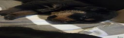 Rottweiler dogs for sale: Our Luna has had beautiful babies - Advert 8