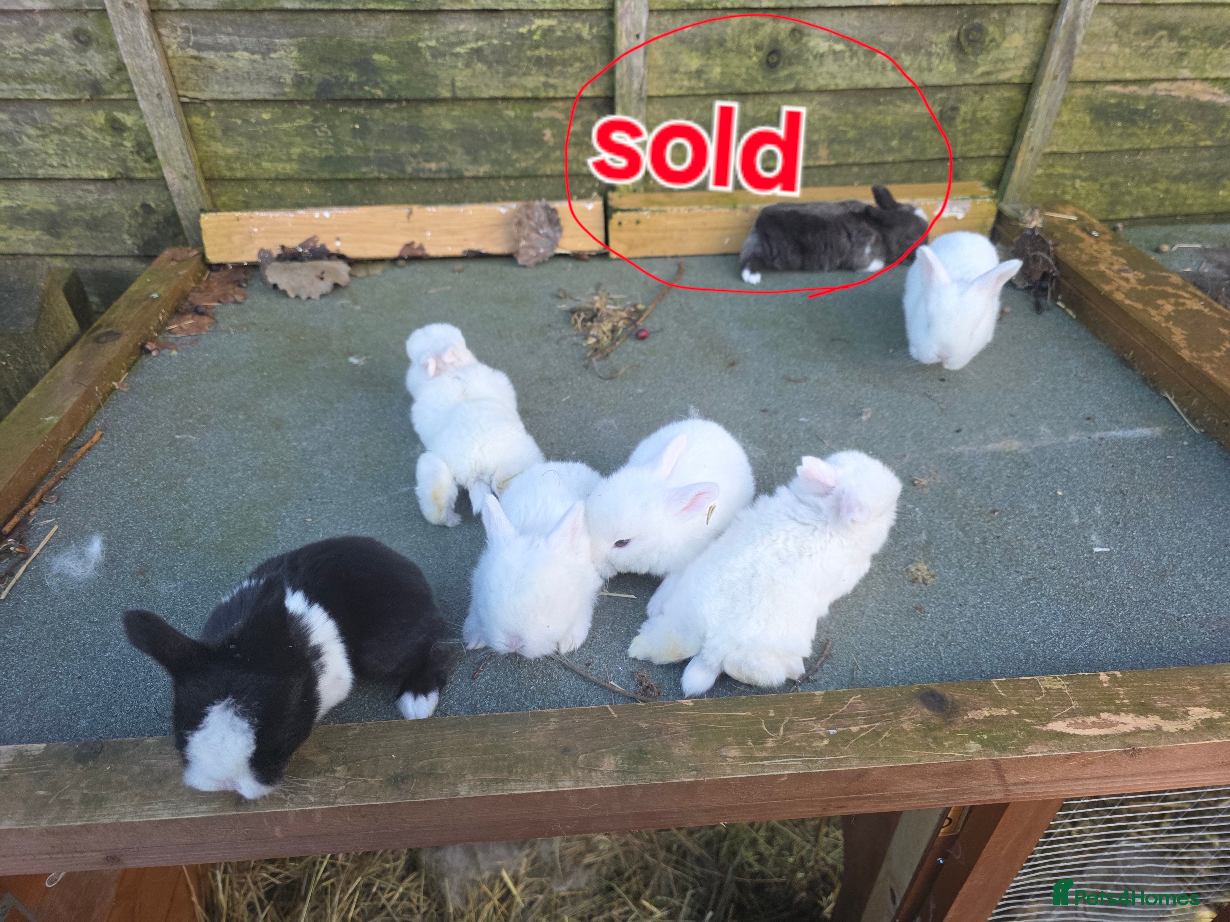 Mini Lop rabbits baby rabbit  - Advert 16