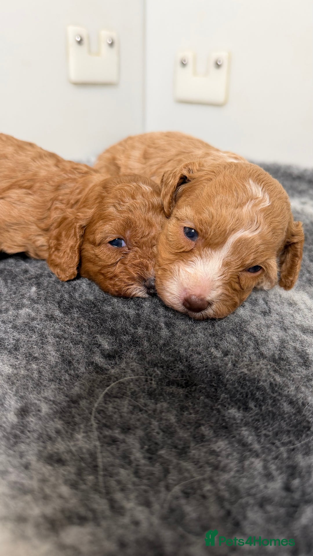 Cavapoo dogs for sale: Stunning quality Cavapoos ready December  - Image 1