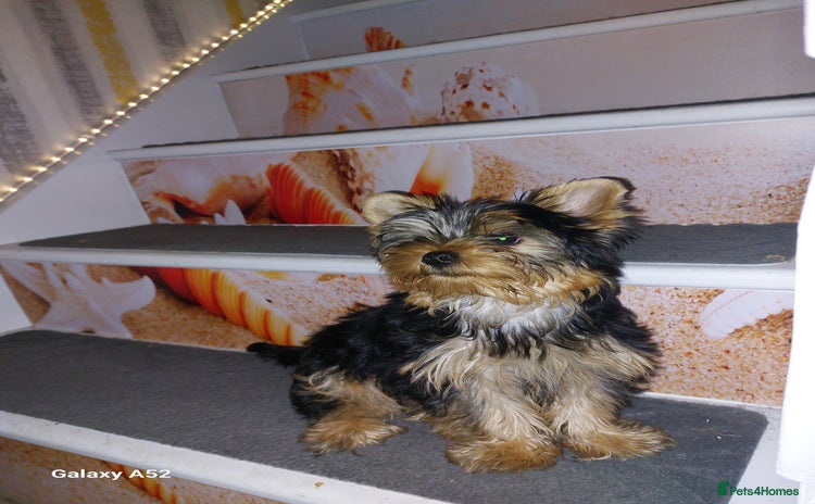 Yorkshire Terrier dogs in Wellingborough - Advert 9