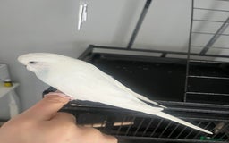 Budgerigars birds for sale: Lovely female budgie - Image 2