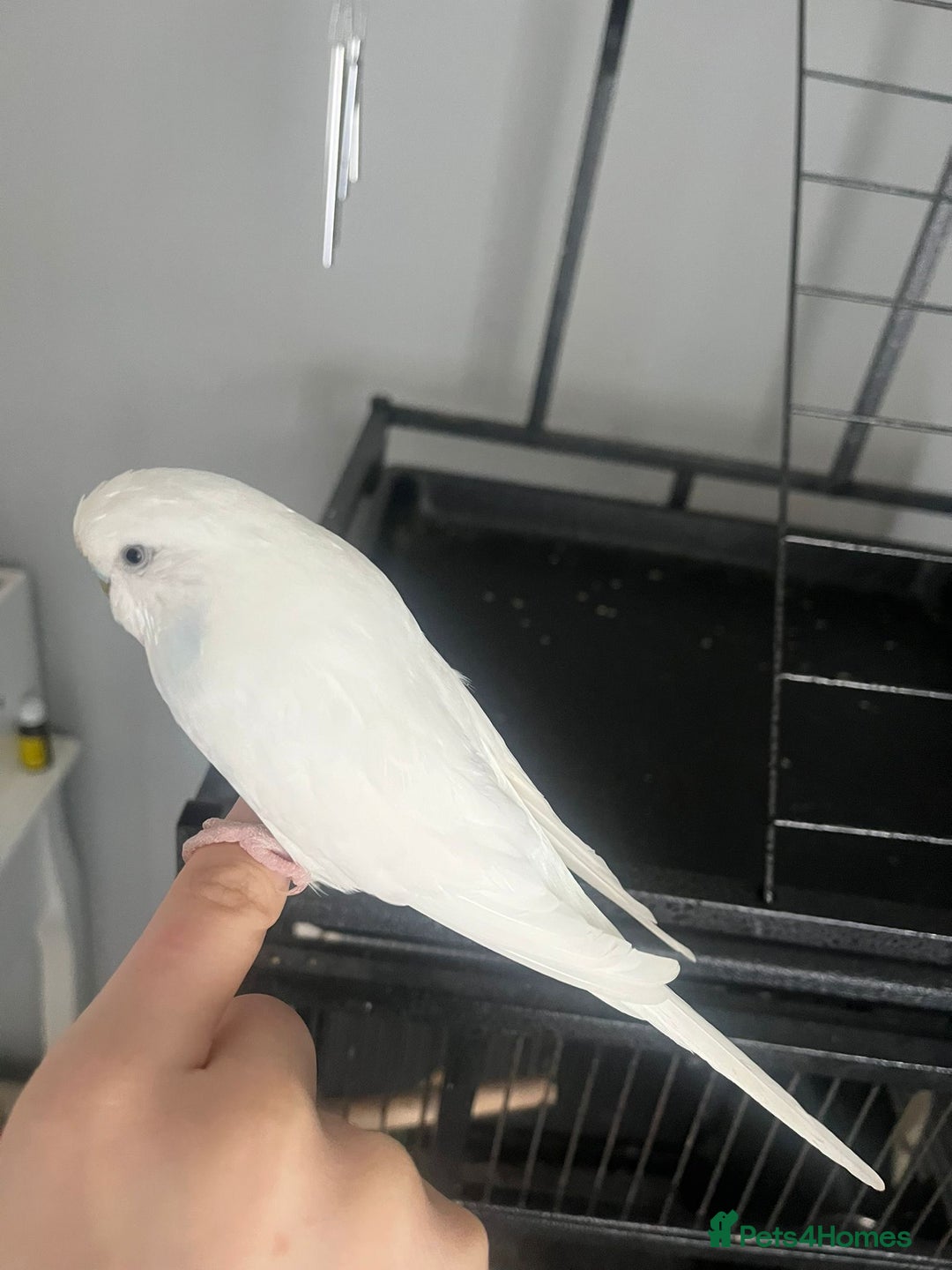 Budgerigars birds for sale: Lovely female budgie - Image 2