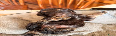 Cockapoo 6