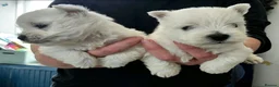 West Highland Terrier dogs for sale: Kc reg, quality Westie WHWT puppies  - Advert 7