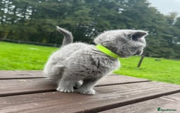 British Shorthair cats for sale: 2 left ready for new home this Saturday  - Advert 11