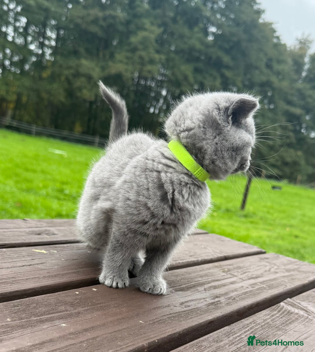 British Shorthair cats for sale: 2 left ready for new home this Saturday  - Advert 11