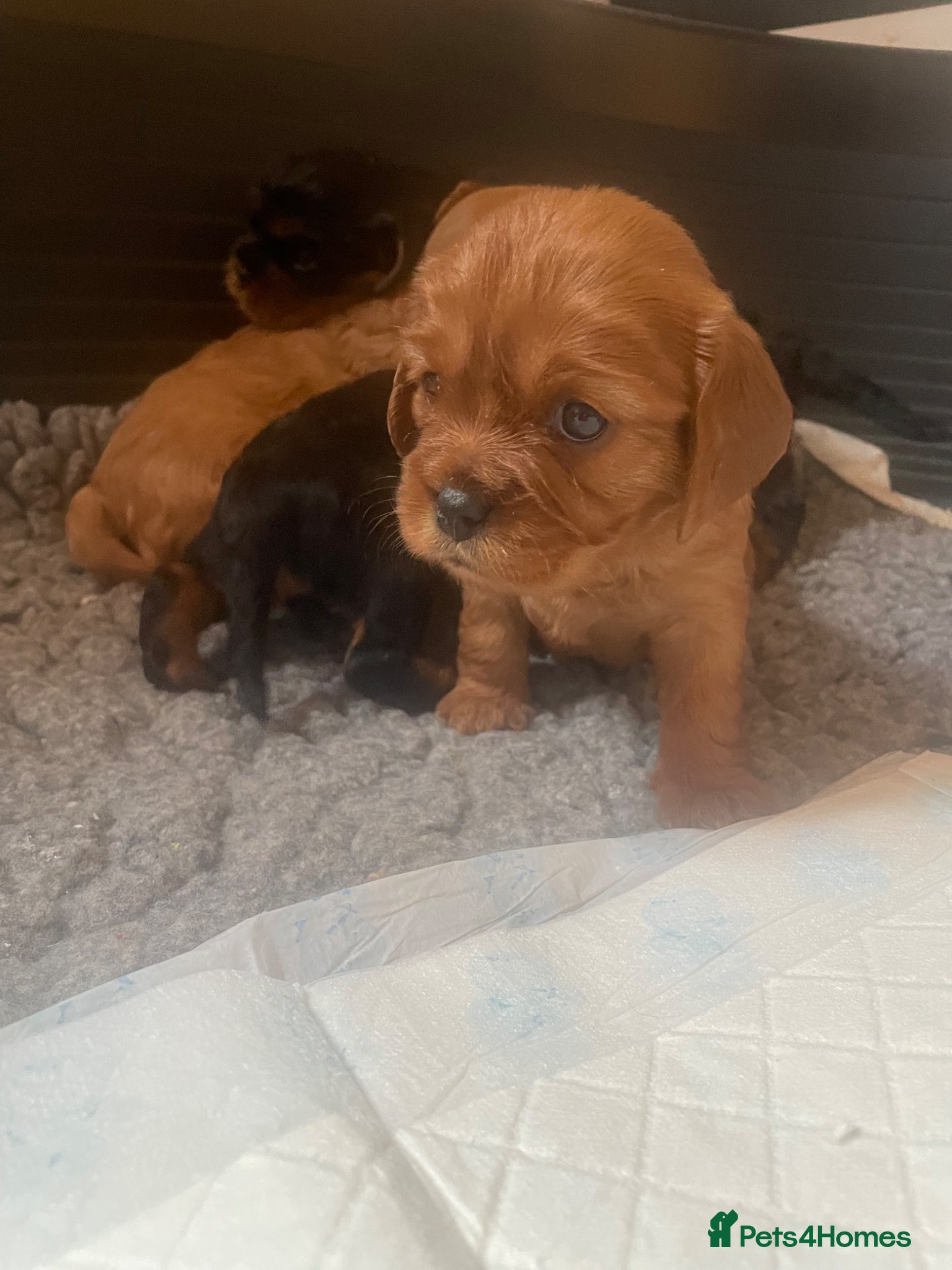 Cavalier King Charles Spaniel dogs for sale: King Charles cavalier babies  - Advert 25