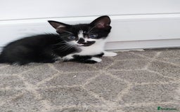 Mixed Breed cats for sale: 5 lovely kittens available  - Image 5