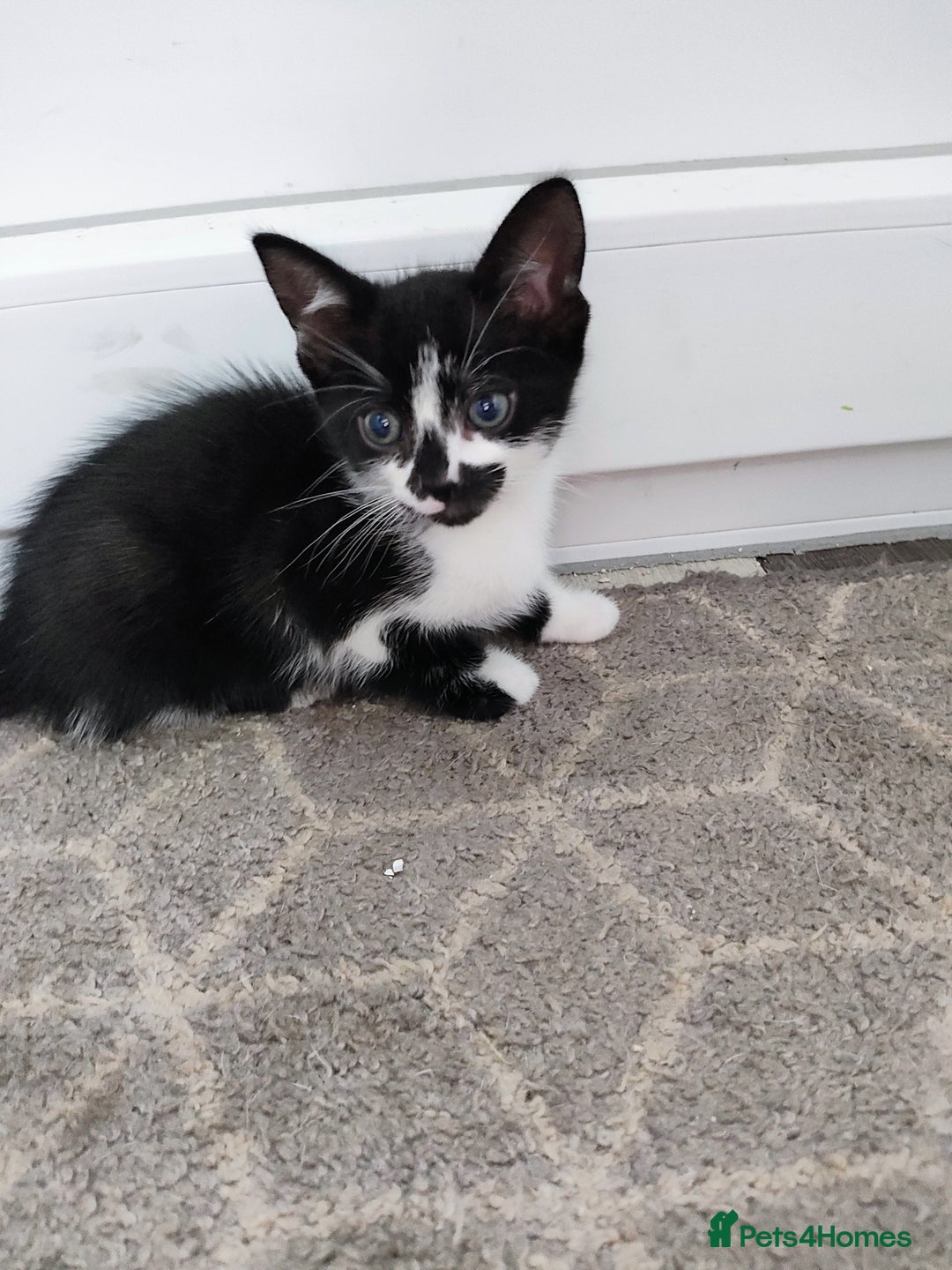 Mixed Breed cats for sale: 5 lovely kittens available  - Image 5