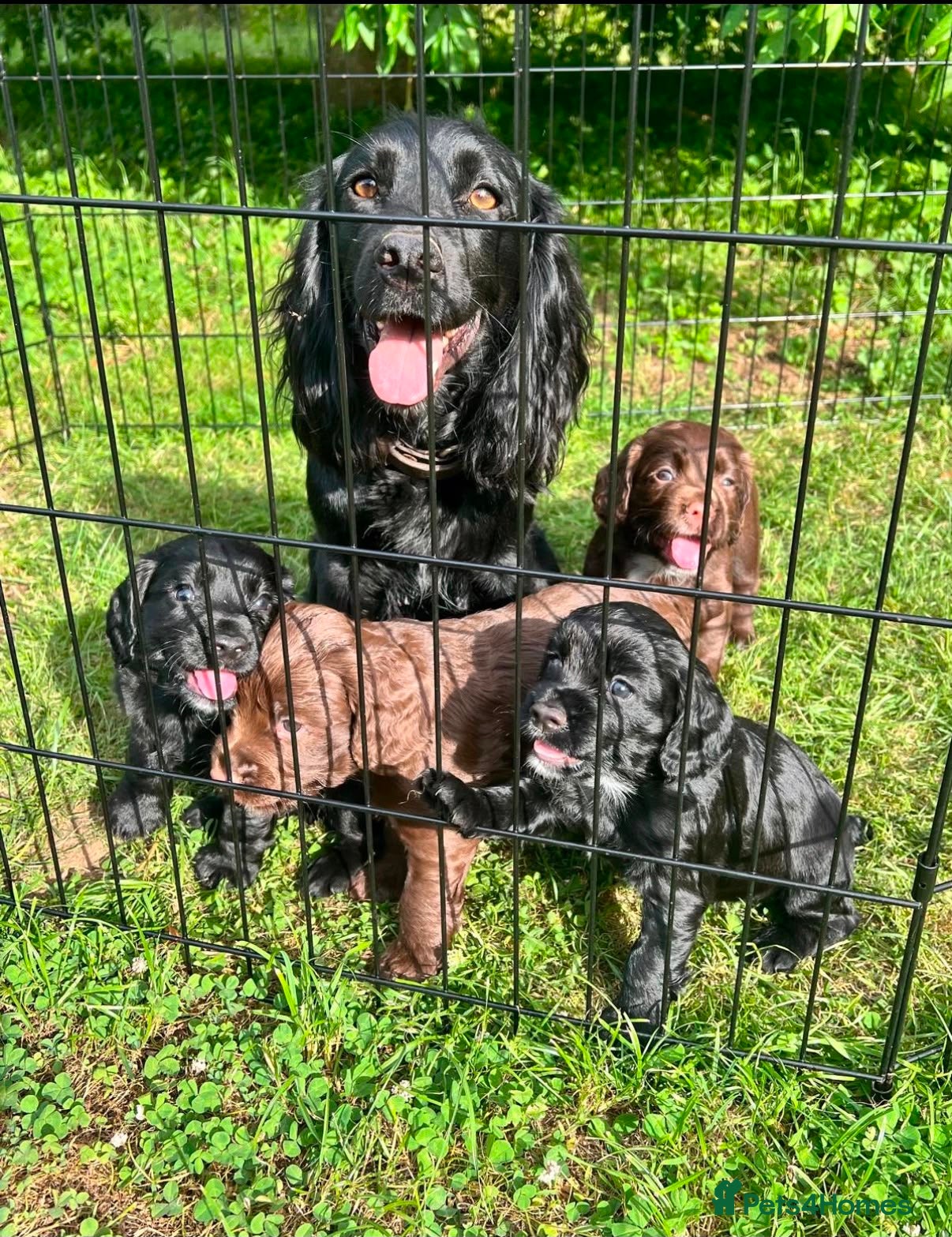 Cocker Spaniel dogs Black Female Cocker Spaniel Puppy  - Advert 2