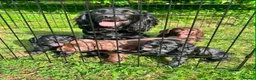 Cocker Spaniel dogs for sale: Black Female Cocker Spaniel Puppy  - Advert 2