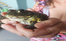 Frog reptiles for sale: Female baby african bullfrog 10mths old - Image 1