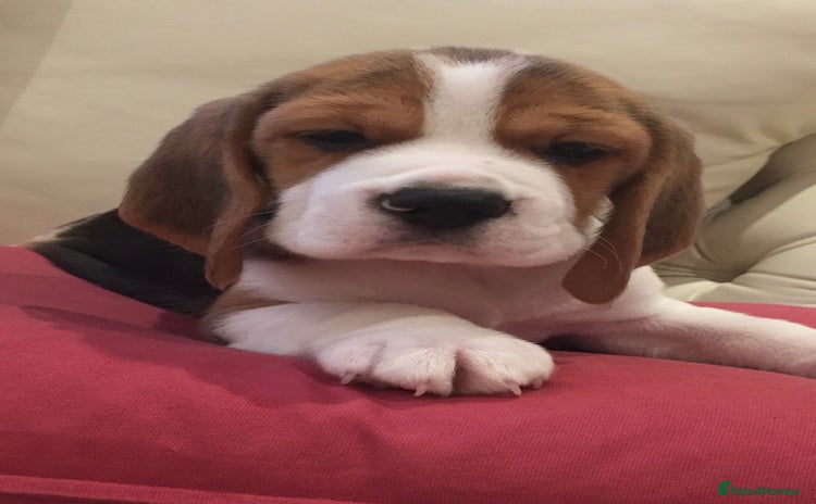 Beagle dogs - Advert 2