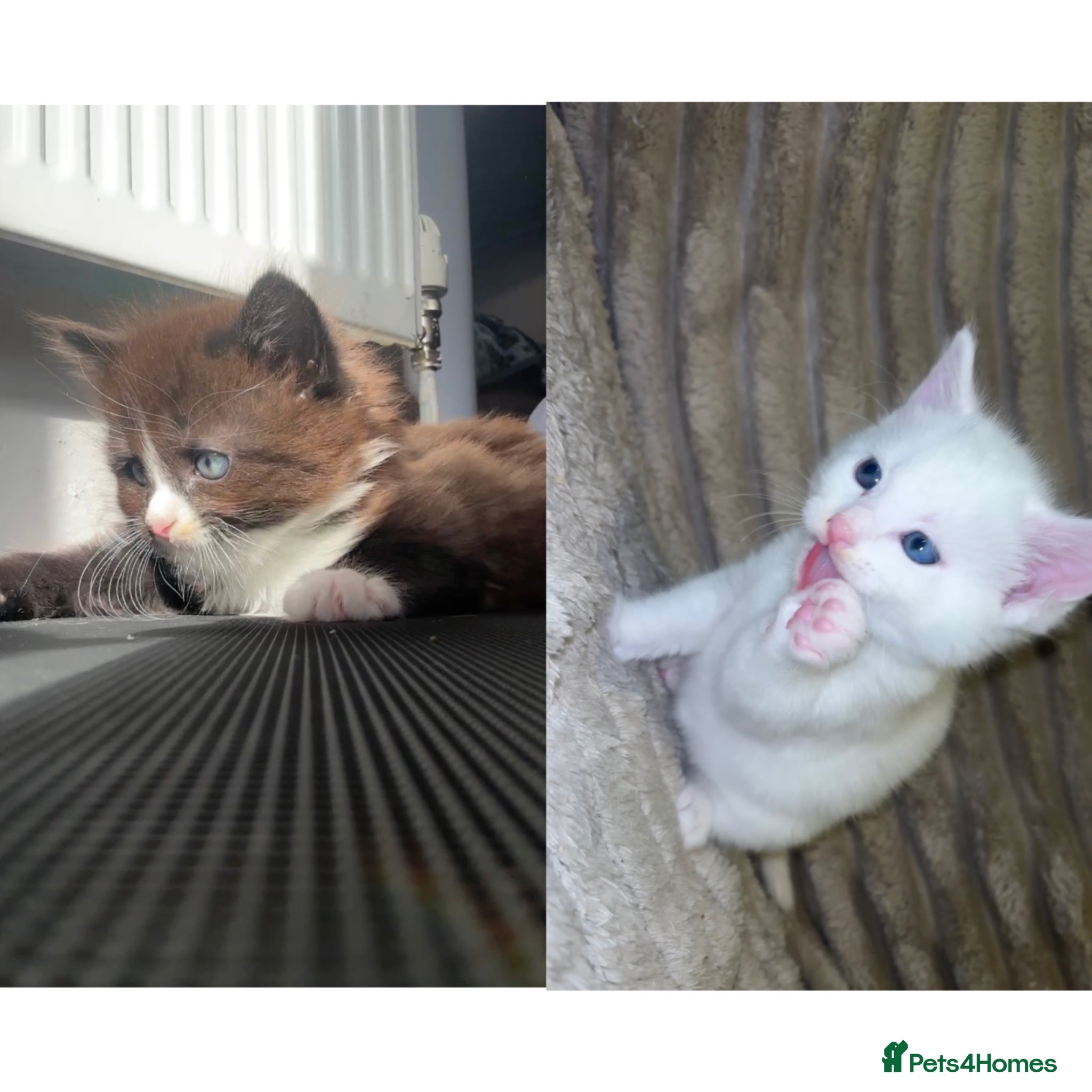 Turkish Angora cats Two Fluffy Girls Left🩷 - Advert 1