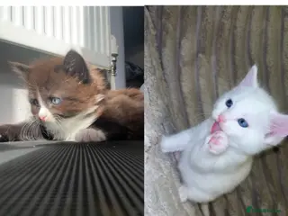 Turkish Angora cats Two Fluffy Girls Left🩷 - Advert 1