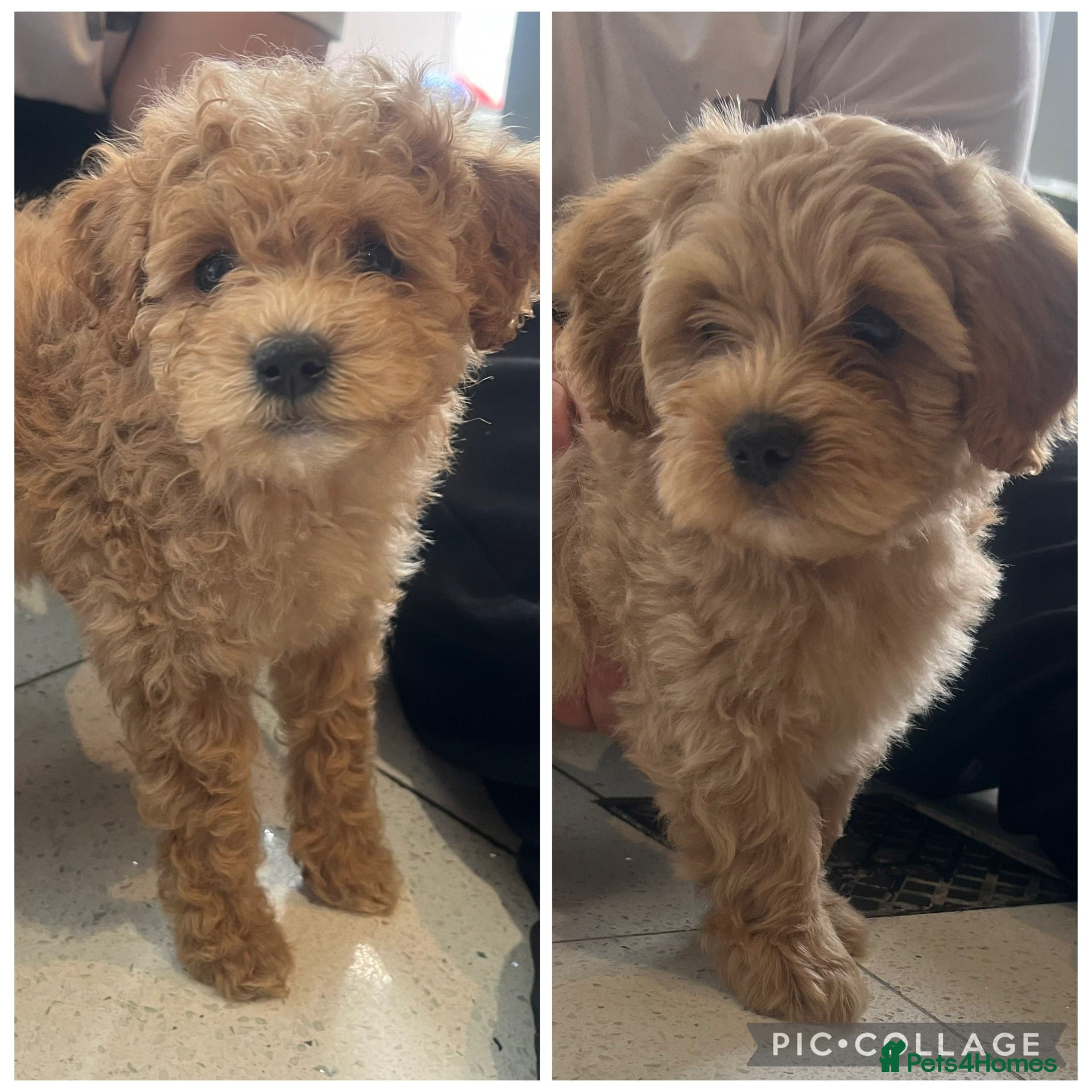 Shihpoo dogs **READY TO GO** 💙💗2 Shihpoos  - Advert 2